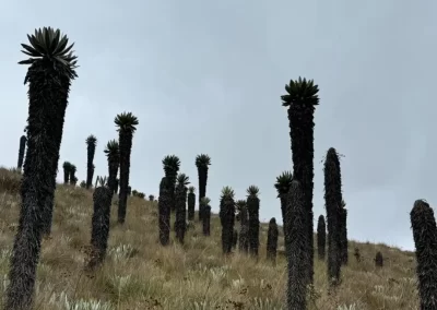 Trekking Laguna Careperro - Páramo La Rusia - Cerinza - Viaje grupal - TULIA Adventures - Turismo de Aventura en Boyacá y Colombia